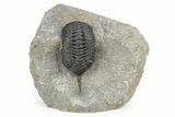 Morocconites Trilobite Fossil - Ofaten, Morocco #312790-5